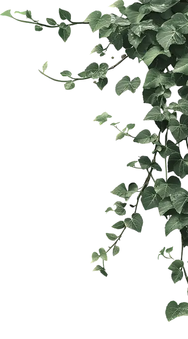 MASO Gartengestaltung